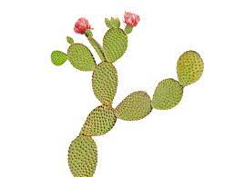 Indeed, prickly pear cactus is popular in many areas of the world, particularly latin america, where it is a native plant. Opuntia Definition And Meaning Collins English Dictionary