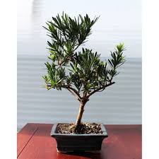 Check spelling or type a new query. Buy Bonsai Podocarpus In Flora Life Store In Kiev