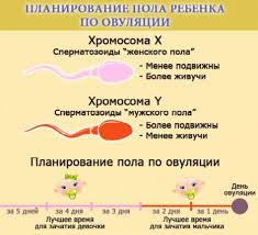 определение пола ребенка по возрасту матери и месяцу зачатия Spermatozoid Eto Rebyonok Ili Oplodotvorenie Kak Zarozhdaetsya Zhizn 28 Oldenburgru Planirovshik Dlya Mam Pol Rebenka Beremennost