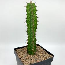 Image result for Euphorbia confinalis