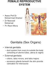 Physiology Of Female Reproductive System 01092010 Pdf Menstrual Cycle Luteinizing Hormone