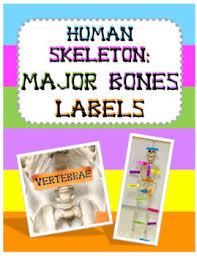 Students fill in the boxes with the names of the bones. Label Bones Worksheets Teaching Resources Teachers Pay Teachers