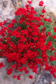 Check spelling or type a new query. Great Site To Learn More About Perennials Full Sun Shade Perennials Garden Bluhende Pflanzen Blumen Blumen Rosen