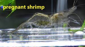 Pregnant Ghost Shrimp: The Complete Care Guide For Novice Fishkeepers