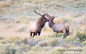 Oct 18, 2012 · b.c. Bull And Cow Elk Kissing Rut Goeddel Photography Cindy Goeddel Photography Llc