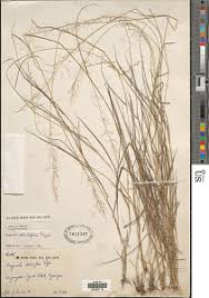 Image result for Eragrostis sclerantha