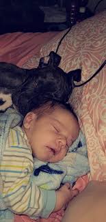 My boxer babies and their little human 💙