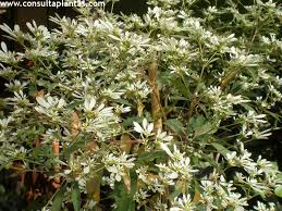 Image result for Euphorbia kilwana