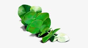 Green little refreshing eucalyptus leaf border background. Oobites Eucalyptus Leaves Transparent Png Png Image Transparent Png Free Download On Seekpng