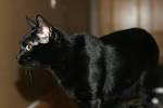 BLACK SAVANNAH CATS ARE A TREASURE - CATS VENTURE