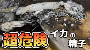 閲覧注意】アニサキスより怖いイカの精子！（買って魚捌き動画#67） - YouTube
