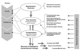 Small muscle over the lower portion of the upper arm that connects the bottom half of the bicep to the forearm function: Technology Assisted Training Of Arm Hand Skills In Stroke Concepts On Reacquisition Of Motor Control And Therapist Guidelines For Rehabilitation Technology Design Springerlink