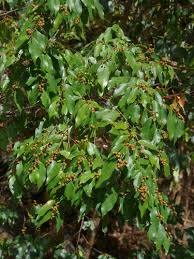 Image result for Cleistanthus