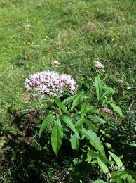 Image result for Criscianthus