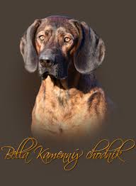 Image result for hannoverský barvář