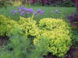 Wear gloves when pruning golden barberry to protect yourself from thorns. Bogozam Gold Barberry