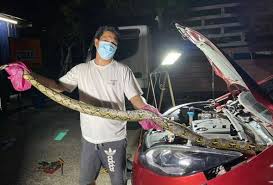 Maybe you would like to learn more about one of these? Titisan Darah Bau Bangkai Rupanya Ular Sawa 3 6 Meter Astro Awani