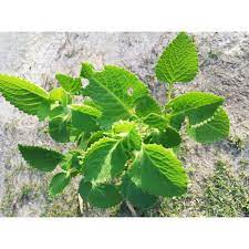 Tak jarang banyak obat batuk pabrikan yang berbahan dasar daun sirih. Pokok Lemuju Daun Jintan Anak Pokok Cuban Oregano Bangun Bangun Shopee Malaysia