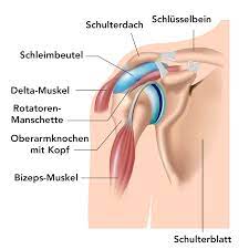 Schulterschmerzen Ursachen Behandlung Und Ubungen Liebscher Bracht