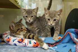 Hundreds more if a cat or kitten's medical history is unknown or if the kitty has think adoption first! Furrr Feline Rescue Cats And Kittens For Adoption