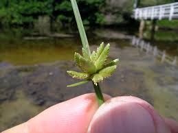 Image result for Cyperus laevigatus