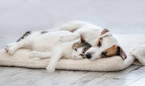Gute nacht bilder zum verschicken für die freundin zum totlachen herzlich & liebevoll für gute gedanken vor dem schlafen. Guter Schlaf Fur Hund Und Katze Das Solltet Ihr Beachten
