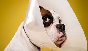 It varies from clinic to clinic, depending upon the services they provide in short, the cost of both neutering and spaying a dog depends upon the physical characteristics and on the veterinarian. How Much Does It Cost To Neuter Or Spay Your Dog Whispering Pines Pet Clinic