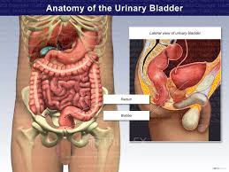 Image result for Bladder Anatomy