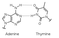 Adenine and guanine are purine bases found in both dna and rna. Base Pair Wikipedia