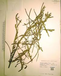 Image result for Sesbania sericea