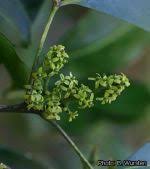 Image result for Vepris rogersii