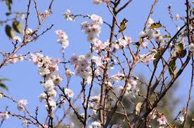 「子福桜」の画像検索結果