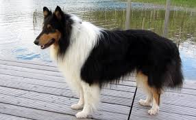 Par ailleurs quels sont les 10 plus beaux pays du monde ? Top 10 Des Plus Beaux Chiens Du Monde