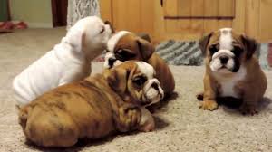 Sometimes, you may find dogs and puppies for free to a. English Bulldog Breeders Minerva Oh