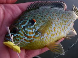 fly fishing for bluegill panfish bass on lakes current works