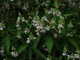 Image result for Justicia francoiseana