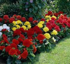 Check spelling or type a new query. Summer Bulbs For Shady Gardens