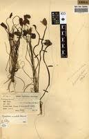 Image result for Nymphaea maculata