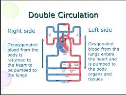 What Are The Advantages Of A Double Circulatory System Quora