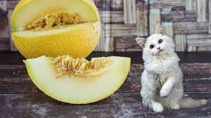 猫はメロンを食べても大丈夫!?注意点や食べさせ方をペット栄養管理士が解説 | 【ペット専門家監修】食事と健康のはなし