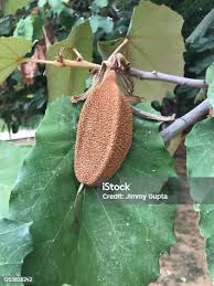 Image result for Pterospermum acerifolium