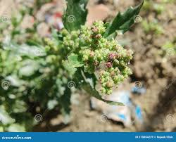 Image result for Chenopodiastrum