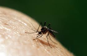 Get directions, reviews and information for advantage pest control in league city, tx. Pest Control League City Tx Abc Home Commercial Services