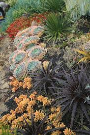 Succulents And Bromeliads At Front Slope Drought Resistant Plants Succulents Bromeliads