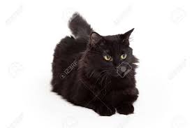 Black cat with fluffy long fur looking annoyed as usual sitting on the couch looking at the camera. A Stunning Black Long Haired Cat With Beautiful Eyes Is Laying With Outstretched Paws And Looking Forward Stock Photo Picture And Royalty Free Image Image 33124311