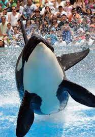 Sea World Discounts How To Buy Sea World Tickets