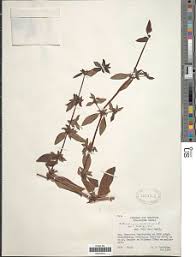 Image result for Anthospermum