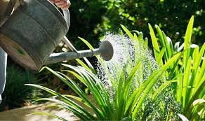 According to the article published on the website of the ohio state university  source , tomato plants in the garden require in general 1 to 1.5 inches of water per week. How Often Should You Water Your Plants During A Heatwave Express Co Uk