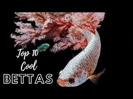 In fact, these fish tend to experience disease more often due to a weaker immune system. Top 10 Betta Fish Tanks Hmpk Ohm Plakart Betta Fancy Bettas 2020 Aquarium Forever