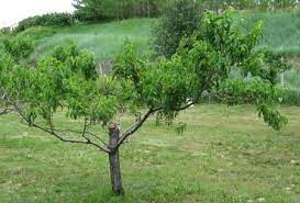 How To Prune A Peach Tree To Keep It Shorter And Healthy Pruning Peach Trees Peach Trees Peach Tree Care
